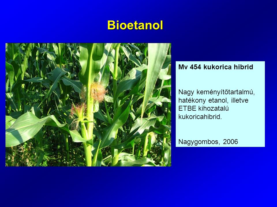Mv 454 kukorica hibrid Nagy keményítőtartalmú, hatékony etanol, illetve ETBE kihozatalú kukoricahibrid.