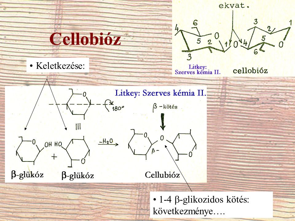 Cellobióz Keletkezése: 1-4  -glikozidos kötés: következménye….