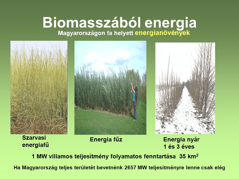Biomasszából energia Magyarországon fa helyett energianövények Szarvasi energiafű Energia fűzEnergia nyár 1 és 3 éves 1 MW villamos teljesítmény folyamatos fenntartása 35 km 2 Ha Magyarország teljes területét bevetnénk 2657 MW teljesítményre lenne csak elég
