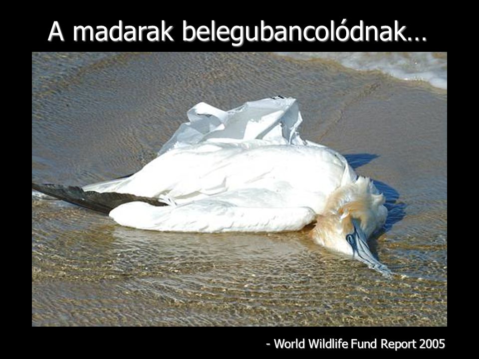A madarak belegubancolódnak… - World Wildlife Fund Report 2005