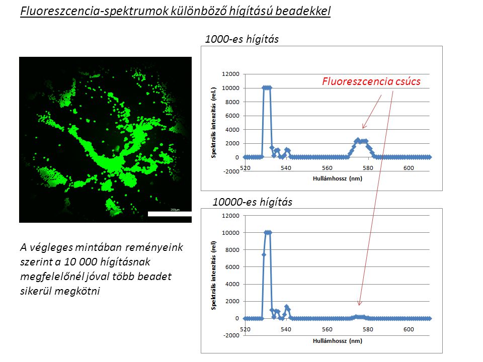 Fluoreszcencia-spektrumok különböző hígítású beadekkel 1000-es hígítás es hígítás Fluoreszcencia csúcs Z=-1200 µm Z=-800 µm Z=-600 µm A végleges mintában reményeink szerint a hígításnak megfelelőnél jóval több beadet sikerül megkötni