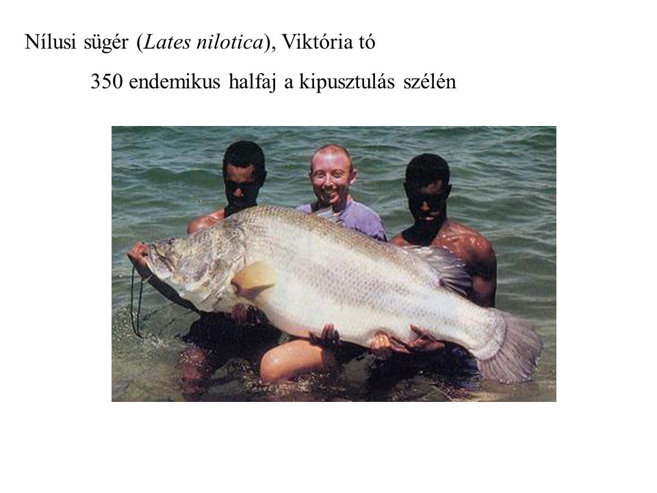 Nílusi sügér (Lates nilotica), Viktória tó 350 endemikus halfaj a kipusztulás szélén