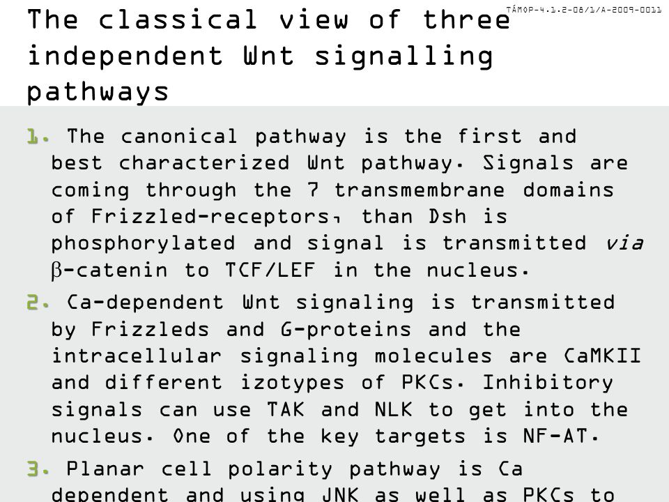 TÁMOP /1/A The classical view of three independent Wnt signalling pathways 1.