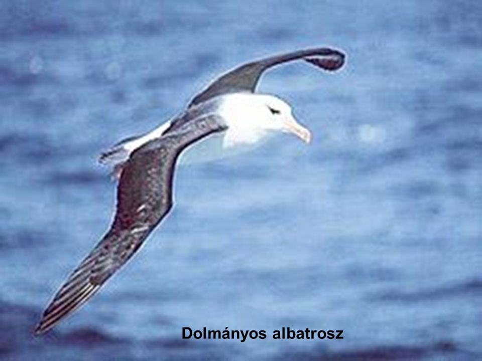 Dolmányos albatrosz