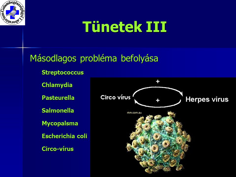 Tünetek III Másodlagos probléma befolyása StreptococcusChlamydiaPasteurellaSalmonellaMycopalsma Escherichia coli Circo-vírus