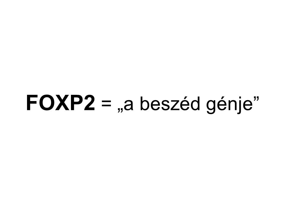FOXP2 = „a beszéd génje