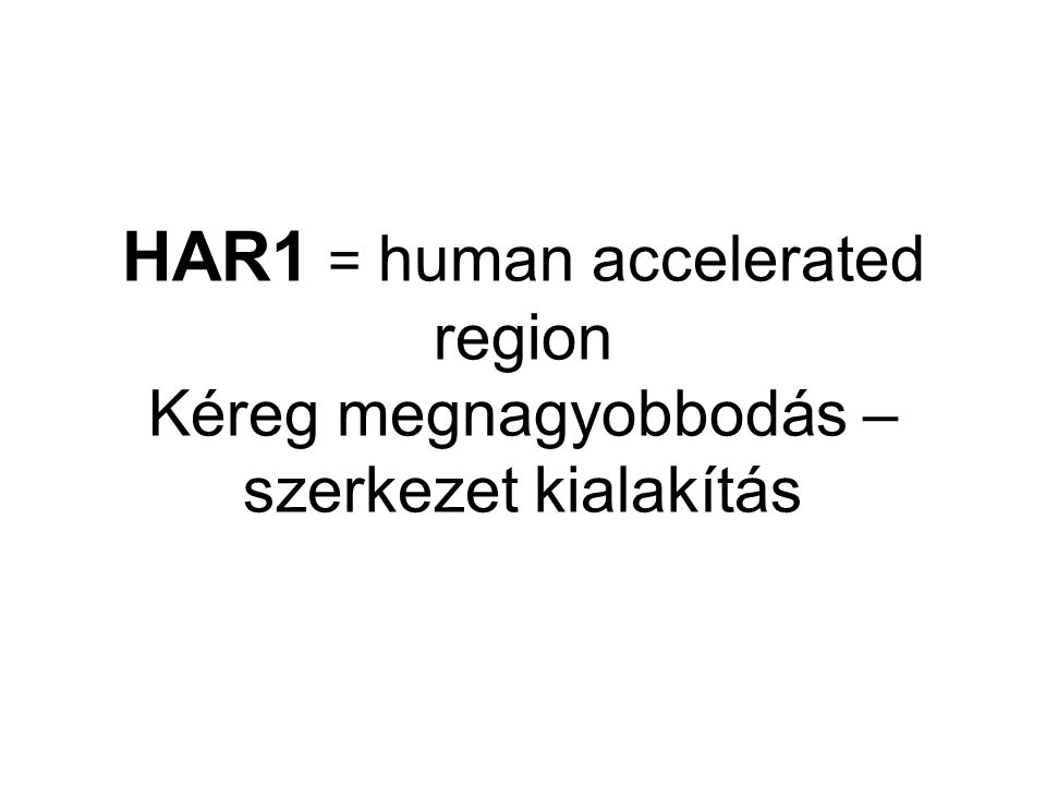 HAR1 = human accelerated region Kéreg megnagyobbodás – szerkezet kialakítás
