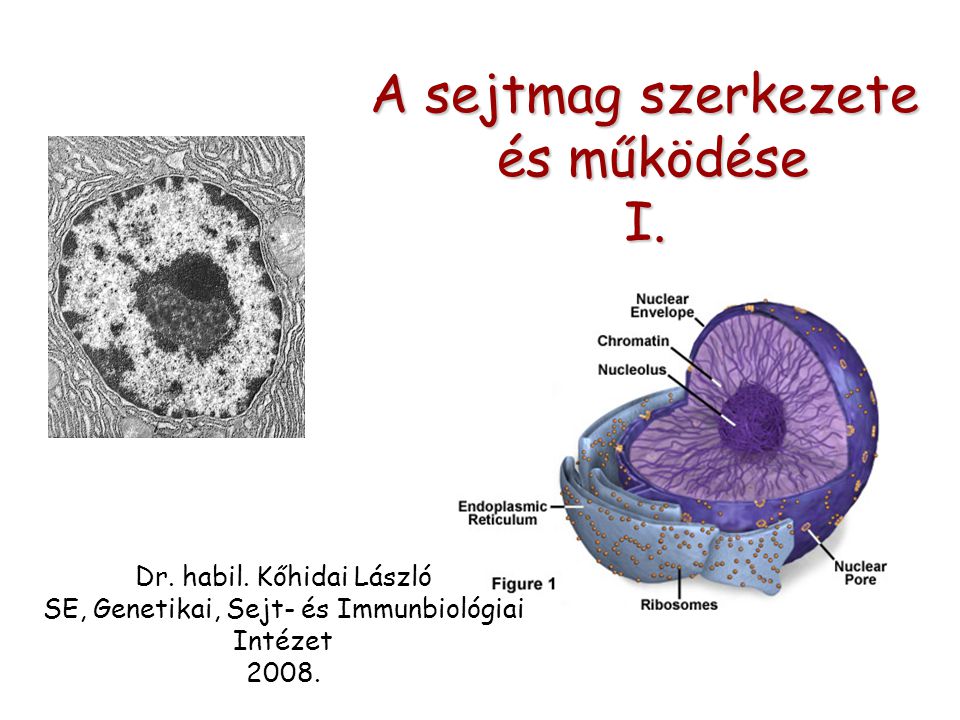 A sejtmag szerkezete és működése és működéseI. Dr.