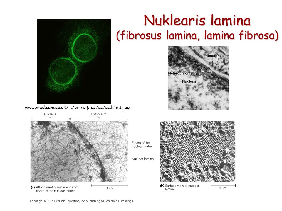 Nuklearis lamina (fibrosus lamina, lamina fibrosa)