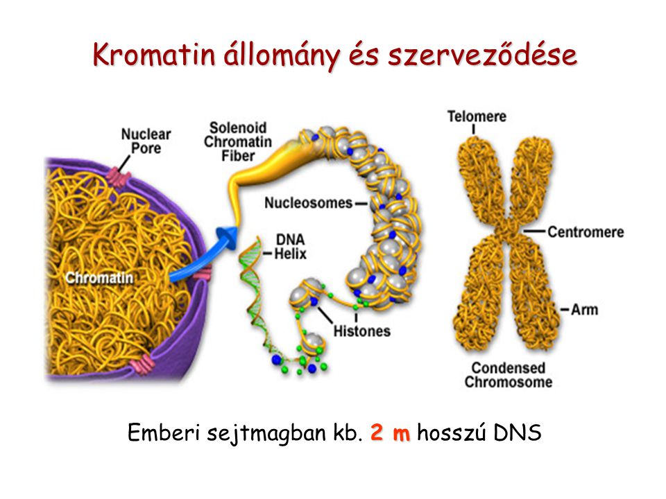 Kromatin állomány és szerveződése 2 m Emberi sejtmagban kb. 2 m hosszú DNS