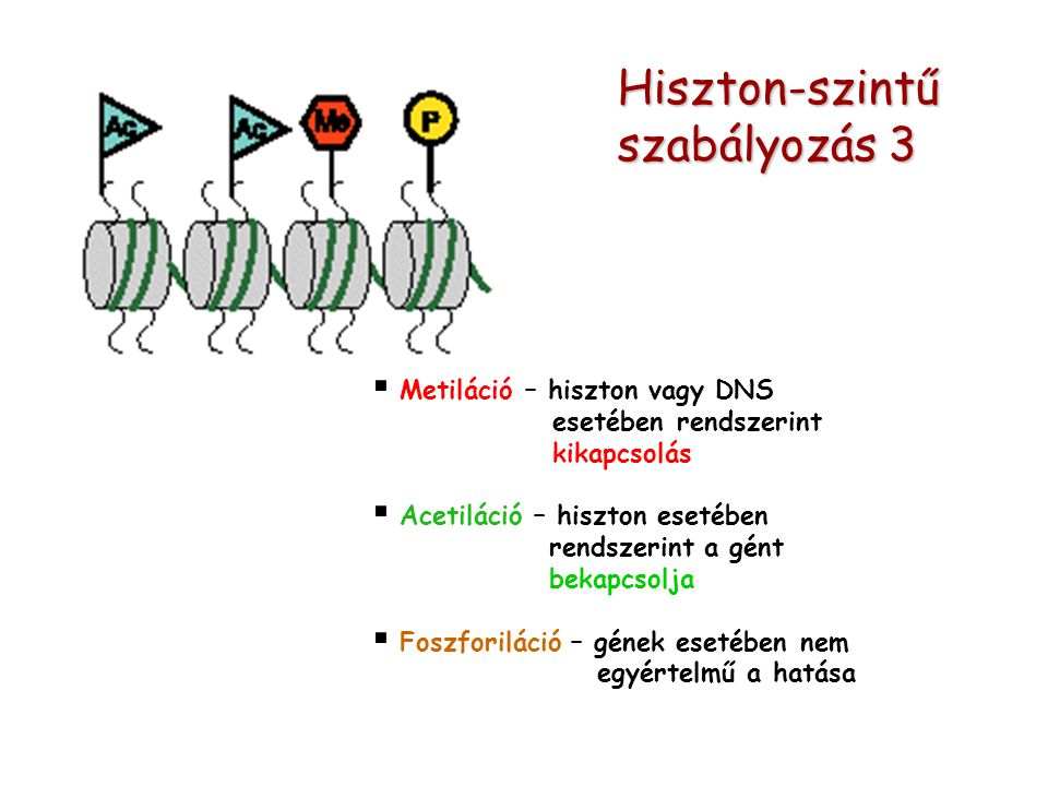  Metiláció – hiszton vagy DNS esetében rendszerint kikapcsolás  Acetiláció – hiszton esetében rendszerint a gént bekapcsolja  Foszforiláció – gének esetében nem egyértelmű a hatása Hiszton-szintű szabályozás 3