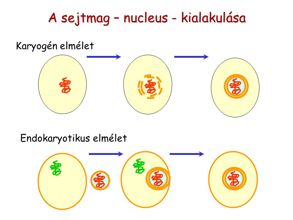 A sejtmag – nucleus - kialakulása Karyogén elmélet Endokaryotikus elmélet