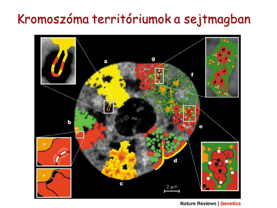 Kromoszóma territóriumok a sejtmagban Kromoszóma territóriumok a sejtmagban