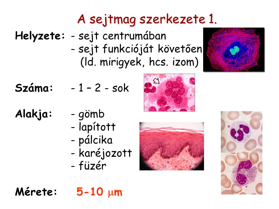 A sejtmag szerkezete 1. Helyzete: - sejt centrumában - sejt funkcióját követően (ld.