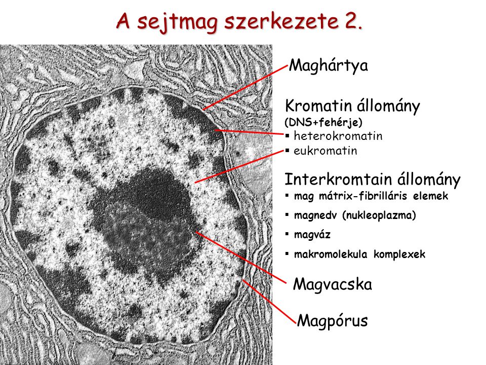 A sejtmag szerkezete 2.