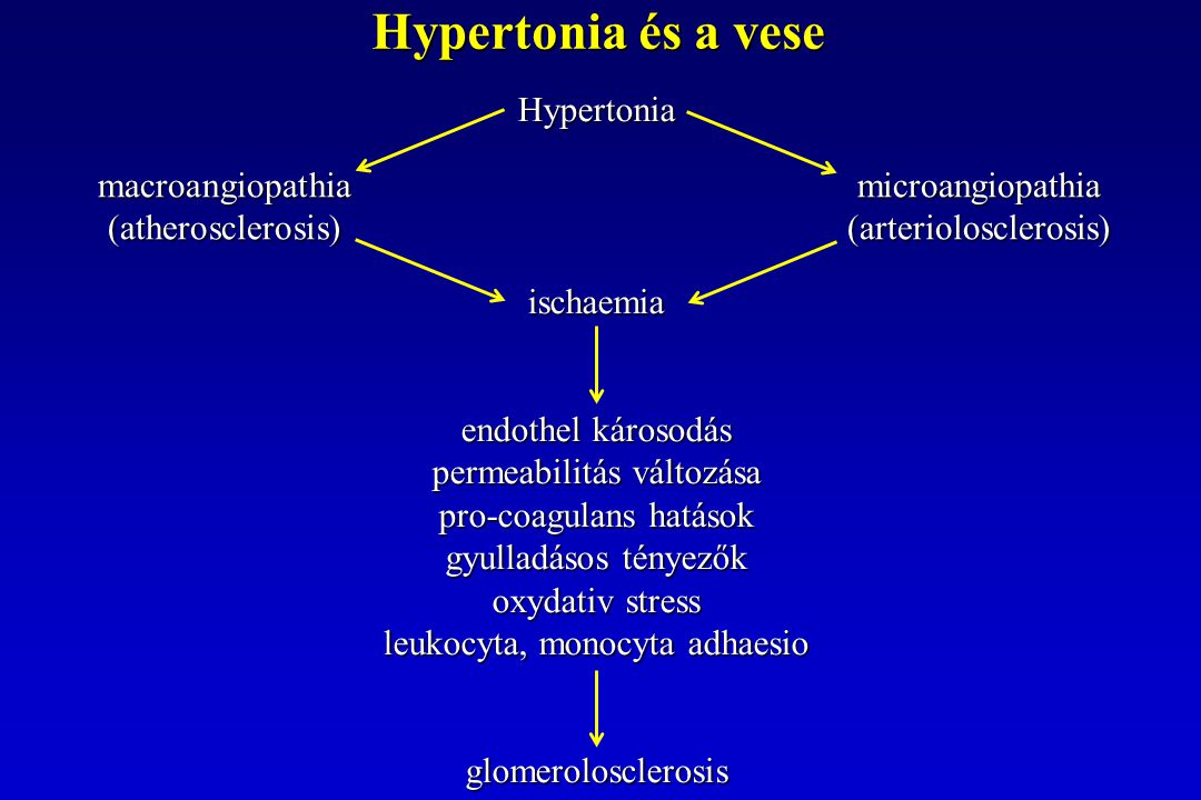 Hypertonia és a vese Hypertoniaischaemia endothel károsodás permeabilitás változása pro-coagulans hatások gyulladásos tényezők oxydativ stress leukocyta, monocyta adhaesio glomerolosclerosis macroangiopathiamicroangiopathia (atherosclerosis)(arteriolosclerosis)