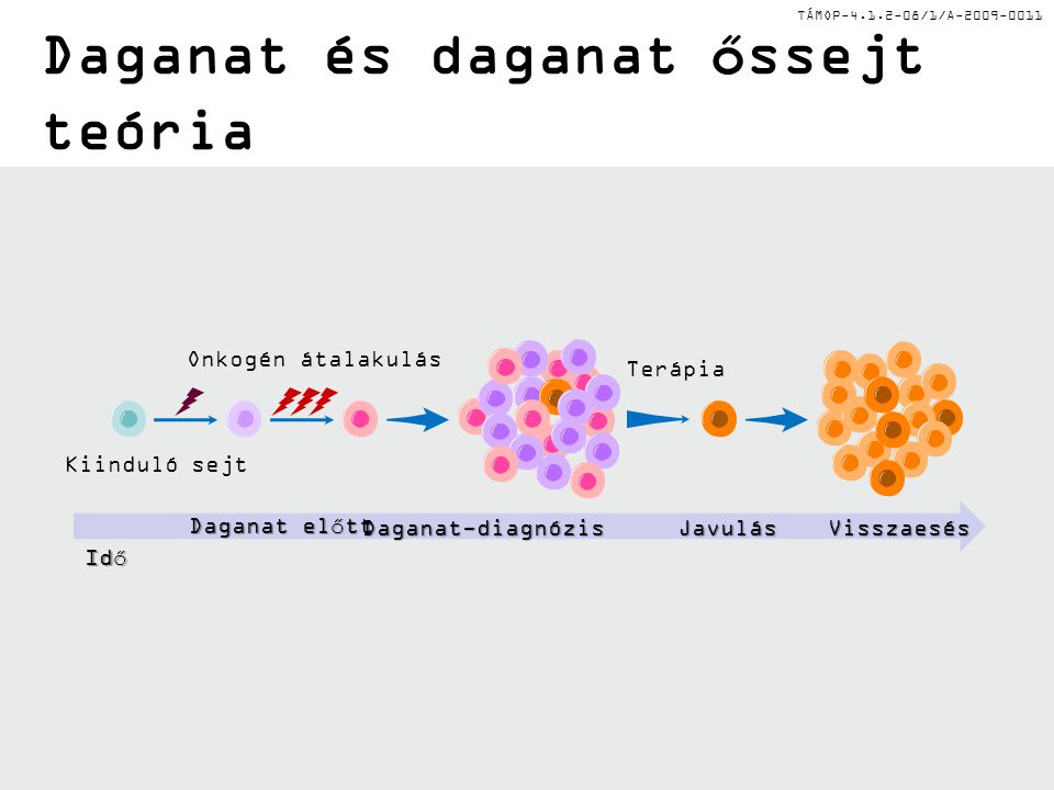 TÁMOP /1/A Daganat és daganat őssejt teória Kiinduló sejt Onkogén átalakulás Terápia Daganat előtt Daganat-diagnózisJavulásVisszaesés Idő