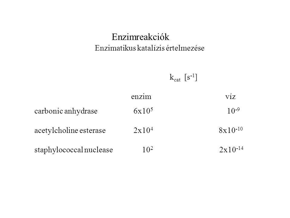 Enzimreakciók Enzimatikus katalízis értelmezése k cat [s -1 ] enzimvíz carbonic anhydrase 6x acetylcholine esterase 2x10 4 8x staphylococcal nuclease x10 -14