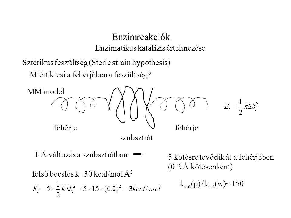 Enzimreakciók Enzimatikus katalízis értelmezése Sztérikus feszültség (Steric strain hypothesis) Miért kicsi a fehérjében a feszültség.