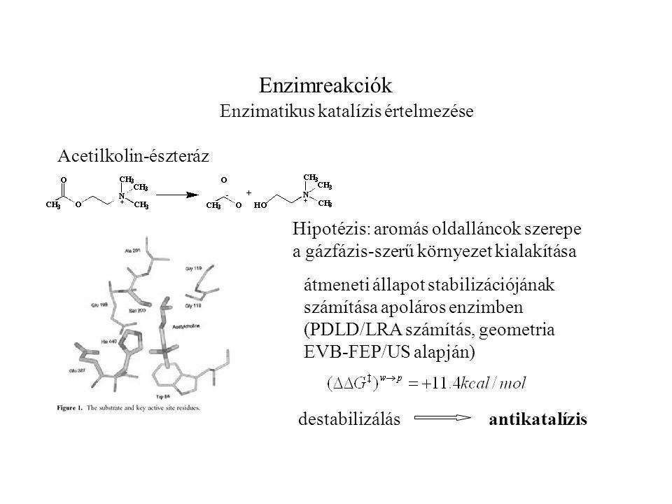 Enzimreakciók Enzimatikus katalízis értelmezése Acetilkolin-észteráz Hipotézis: aromás oldalláncok szerepe a gázfázis-szerű környezet kialakítása átmeneti állapot stabilizációjának számítása apoláros enzimben (PDLD/LRA számítás, geometria EVB-FEP/US alapján) destabilizálásantikatalízis