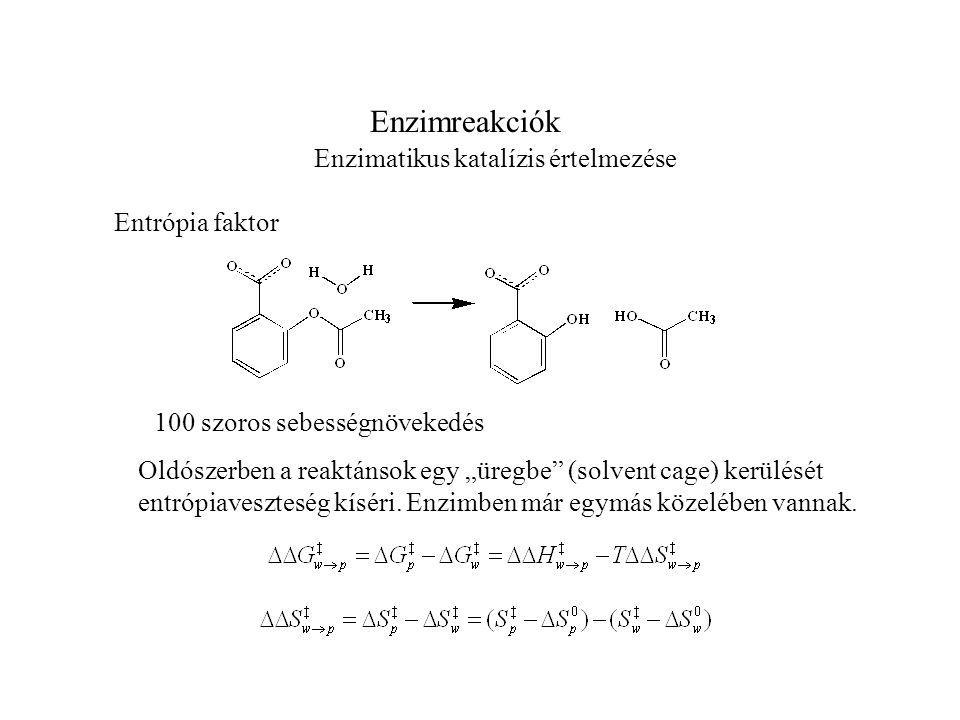 Enzimreakciók Enzimatikus katalízis értelmezése Entrópia faktor Oldószerben a reaktánsok egy „üregbe (solvent cage) kerülését entrópiaveszteség kíséri.
