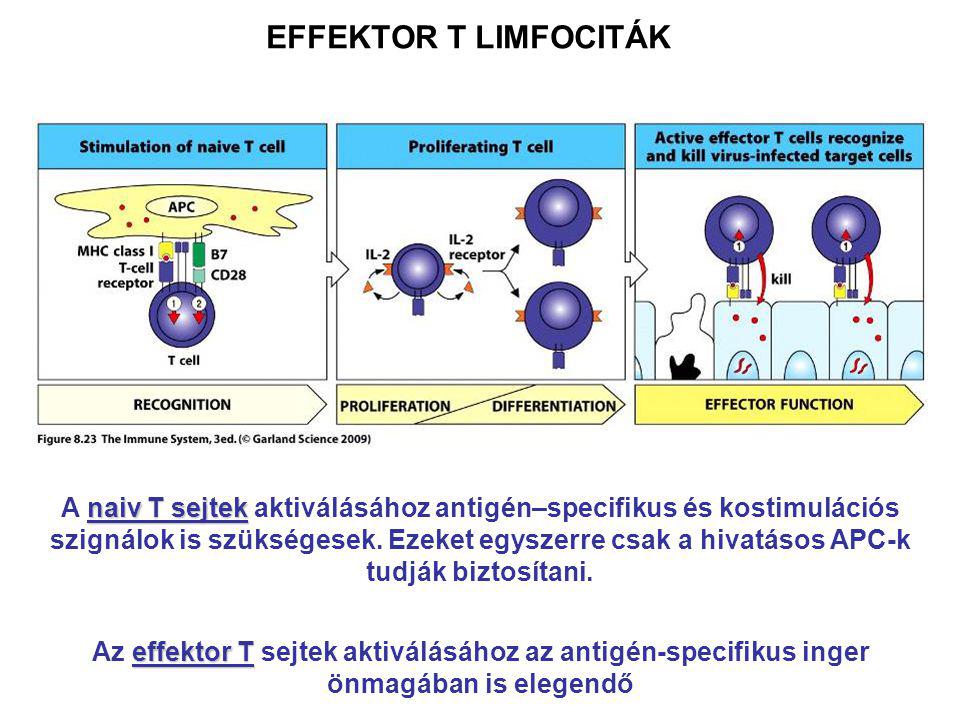 EFFEKTOR T LIMFOCITÁK naiv T sejtek A naiv T sejtek aktiválásához antigén–specifikus és kostimulációs szignálok is szükségesek.