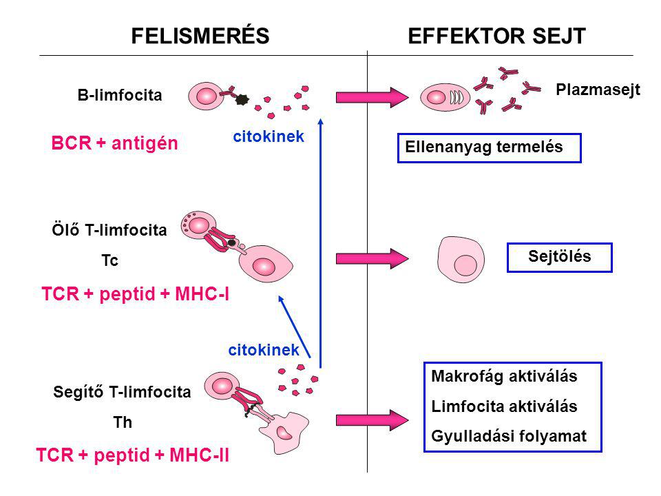 B-limfocita Ölő T-limfocita Tc Segítő T-limfocita Th FELISMERÉSEFFEKTOR SEJT Plazmasejt Sejtölés Makrofág aktiválás Limfocita aktiválás Gyulladási folyamat Ellenanyag termelés citokinek BCR + antigén TCR + peptid + MHC-I TCR + peptid + MHC-II