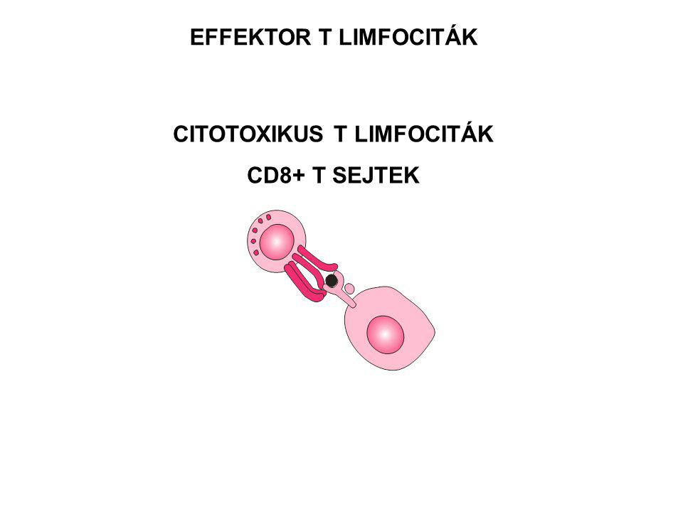 EFFEKTOR T LIMFOCITÁK CITOTOXIKUS T LIMFOCITÁK CD8+ T SEJTEK