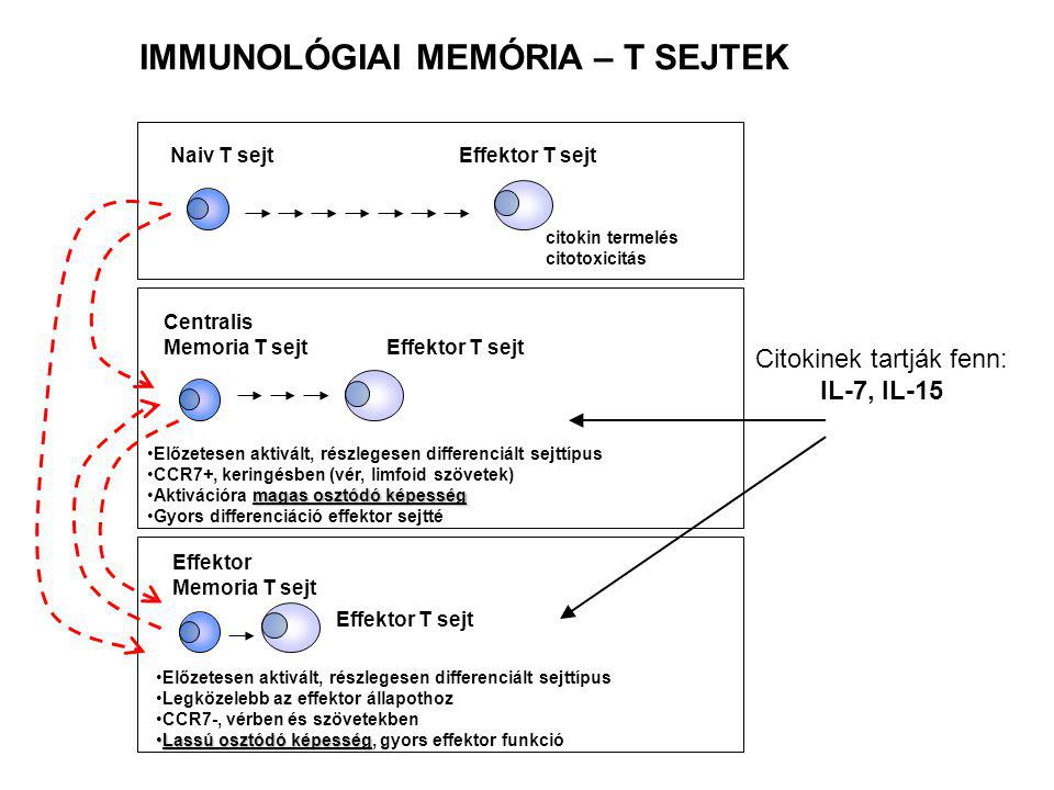 IMMUNOLÓGIAI MEMÓRIA – T SEJTEK Naiv T sejt Effektor T sejt citokin termelés citotoxicitás Centralis Memoria T sejt Effektor T sejt Előzetesen aktivált, részlegesen differenciált sejttípus CCR7+, keringésben (vér, limfoid szövetek) magas osztódó képességAktivációra magas osztódó képesség Gyors differenciáció effektor sejtté Effektor Memoria T sejt Effektor T sejt Előzetesen aktivált, részlegesen differenciált sejttípus Legközelebb az effektor állapothoz CCR7-, vérben és szövetekben Lassú osztódó képességLassú osztódó képesség, gyors effektor funkció Citokinek tartják fenn: IL-7, IL-15
