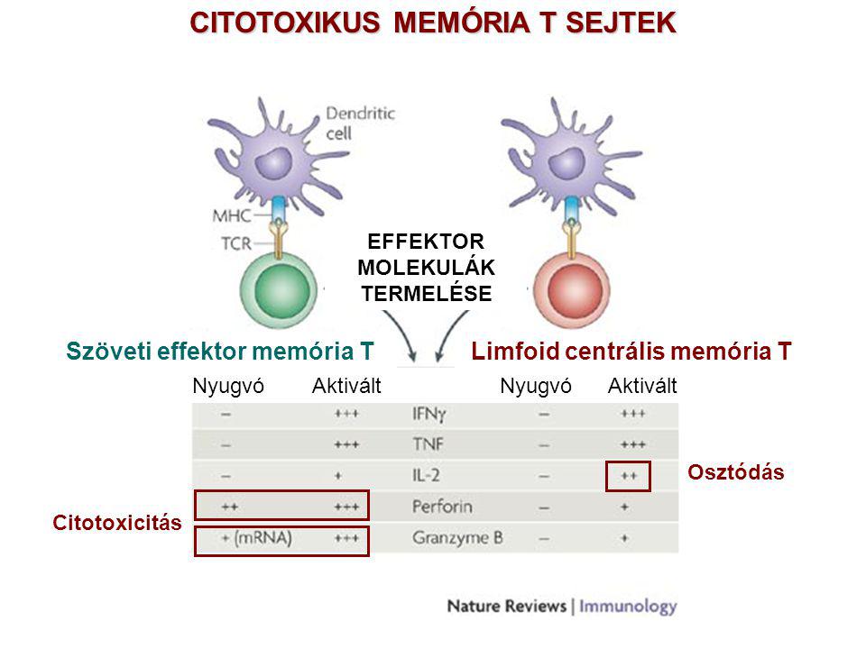 Nyugvó Aktivált Nyugvó Aktivált Szöveti effektor memória TLimfoid centrális memória T EFFEKTOR MOLEKULÁK TERMELÉSE CITOTOXIKUS MEMÓRIA T SEJTEK Osztódás Citotoxicitás