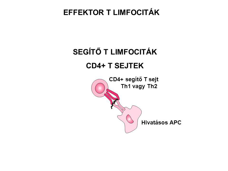 EFFEKTOR T LIMFOCITÁK SEGÍTŐ T LIMFOCITÁK CD4+ T SEJTEK Hivatásos APC CD4+ segítő T sejt Th1 vagy Th2