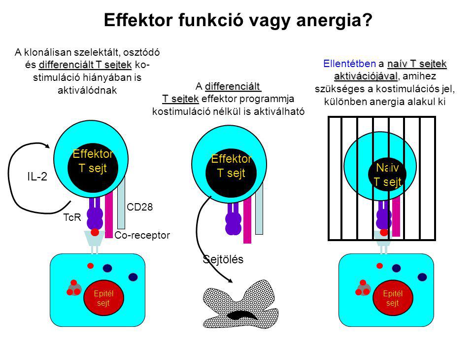 Effektor T sejt CD28 Co-receptor TcR IL-2 Epitél sejt Naiv T sejt Epitél sejt Epithelial cell Effektor T sejt Sejtölés Effektor funkció vagy anergia.