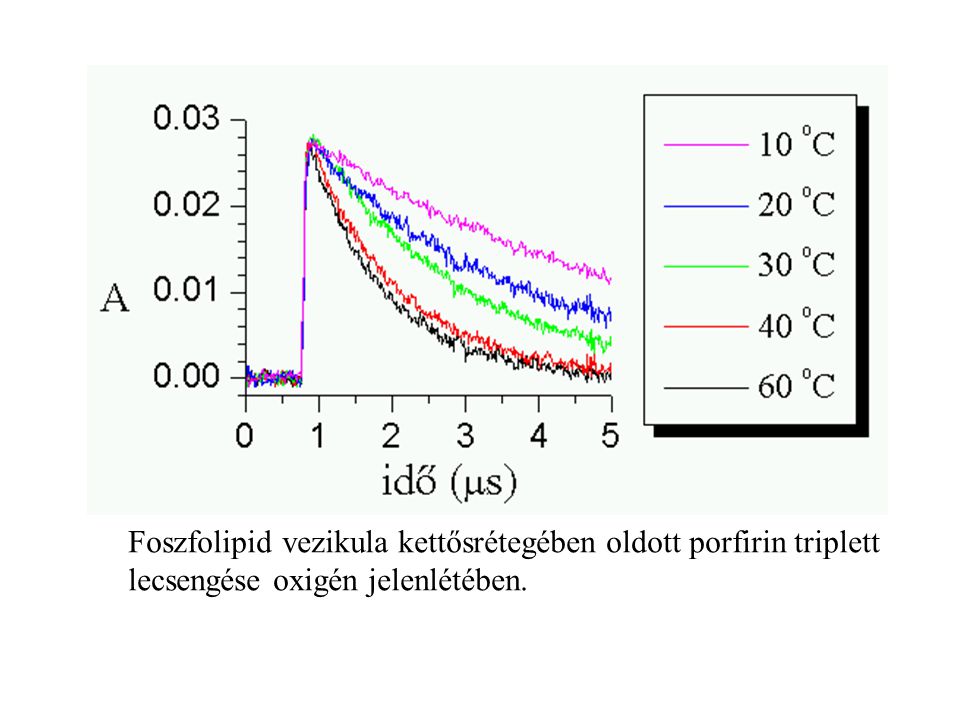 Foszfolipid vezikula kettősrétegében oldott porfirin triplett lecsengése oxigén jelenlétében.