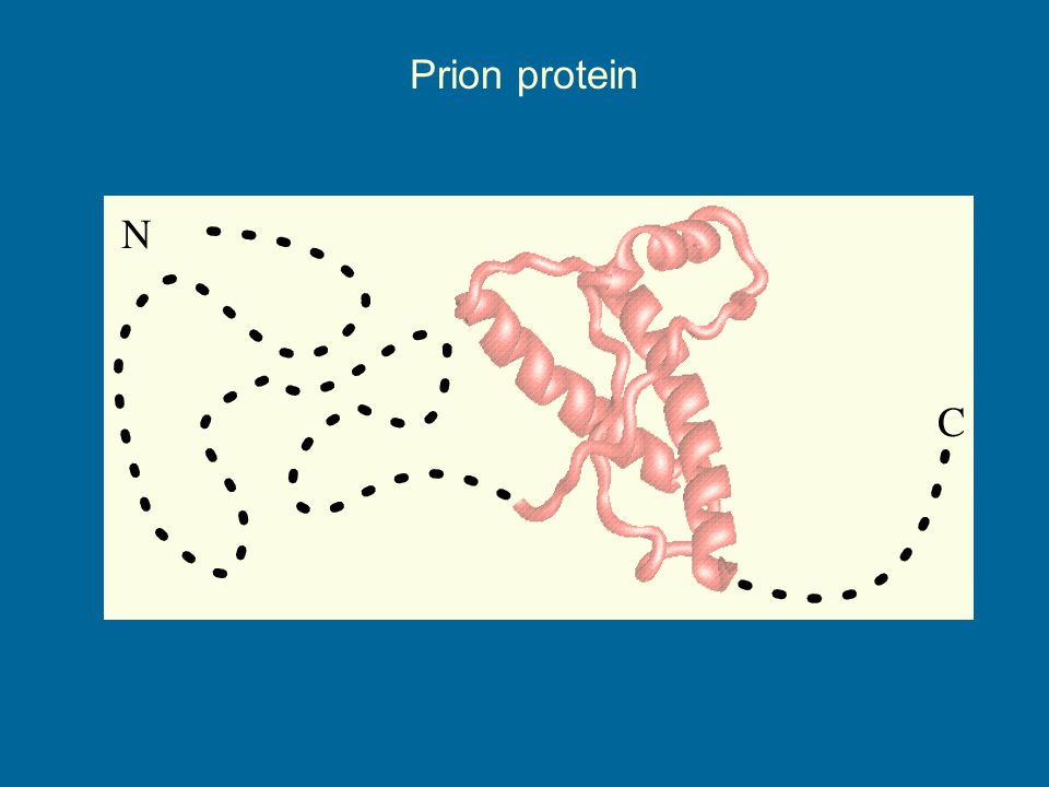 Prion protein