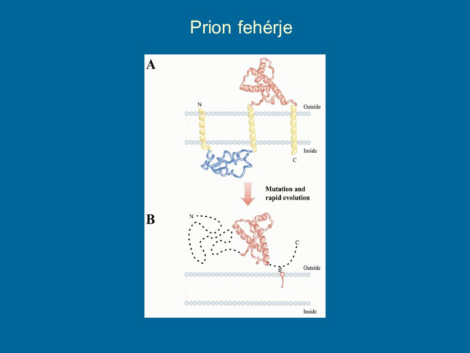 Prion fehérje