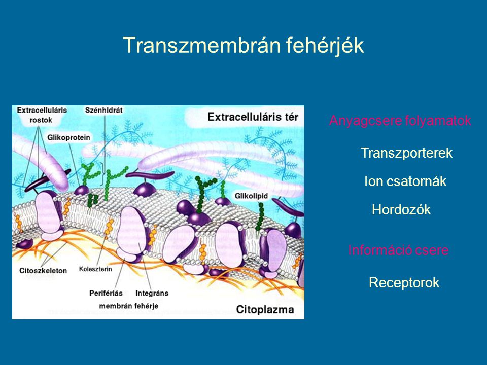 Transzmembrán fehérjék Anyagcsere folyamatok Transzporterek Ion csatornák Hordozók Információ csere Receptorok