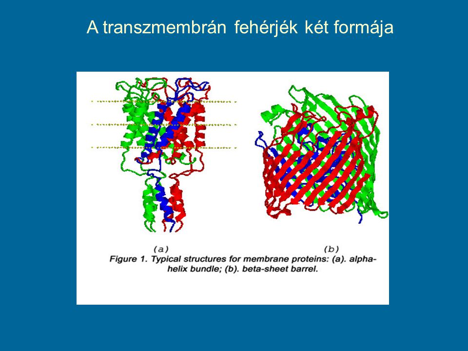 A transzmembrán fehérjék két formája
