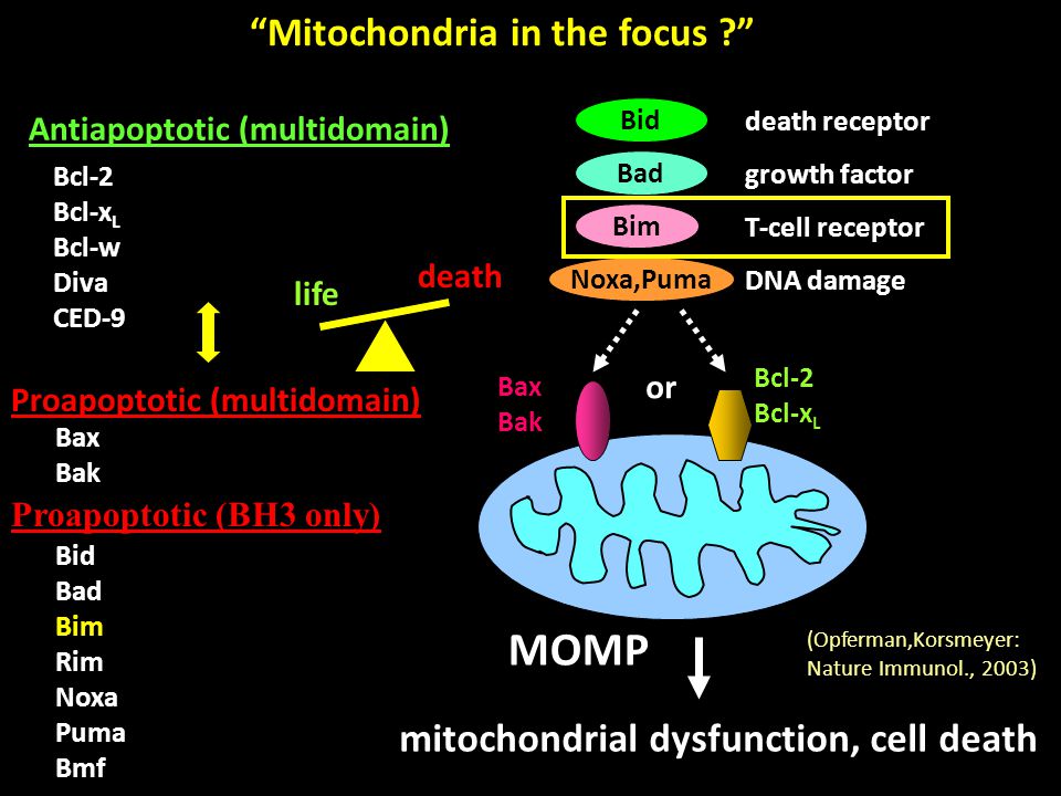 Mitochondria in the focus mitochondrial dysfunction, cell death Bcl-2 Bcl-x L Bax Bak Bid Bad Bim Noxa,Puma death receptor growth factor T-cell receptor DNA damage or Antiapoptotic (multidomain) Bcl-2 Bcl-x L Bcl-w Diva CED-9 life death Proapoptotic (multidomain) Bax Bak (Opferman,Korsmeyer: Nature Immunol., 2003) Proapoptotic (BH3 only) Bid Bad Bim Rim Noxa Puma Bmf MOMP