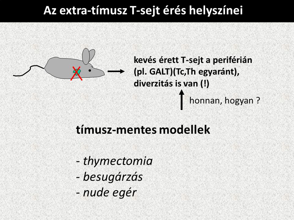 Az extra-tímusz T-sejt érés helyszínei tímusz-mentes modellek - thymectomia - besugárzás - nude egér kevés érett T-sejt a periférián (pl.