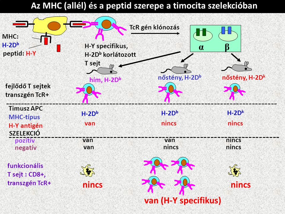Az MHC (allél) és a peptid szerepe a timocita szelekcióban peptid: H-Y MHC: H-2D b H-Y specifikus, H-2D b korlátozott T sejt TcR gén klónozás αβ nőstény, H-2D k nőstény, H-2D b hím, H-2D b fejlődő T sejtek transzgén TcR Timusz APC MHC-típus H-Y antigén H-2D b H-2D k vannincs SZELEKCIÓ pozitív negatív van nincs funkcionális T sejt : CD8+, transzgén TcR+ nincs van (H-Y specifikus)