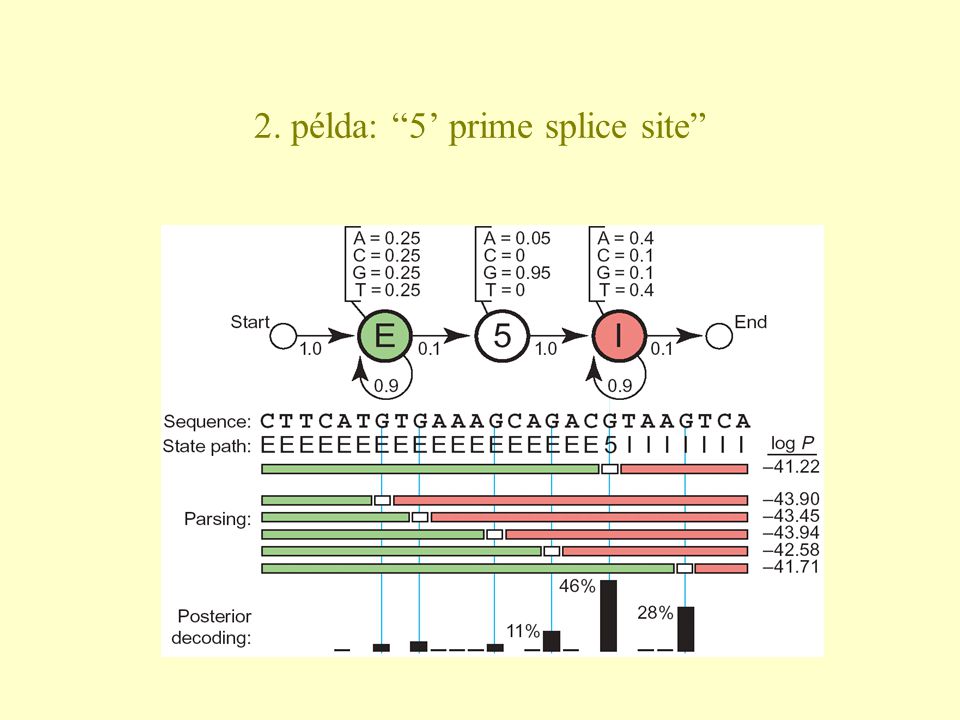 2. példa: 5’ prime splice site