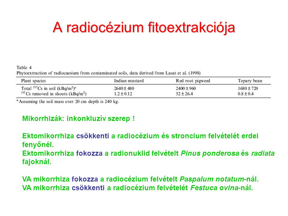 A radiocézium fitoextrakciója Mikorrhizák: inkonkluzív szerep .