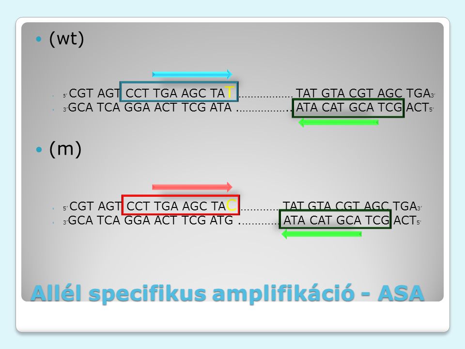 Allél specifikus amplifikáció - ASA (wt) ◦5’ CGT AGT CCT TGA AGC TA T ……………… TAT GTA CGT AGC TGA 3 ’ ◦3’ GCA TCA GGA ACT TCG ATA.……………..