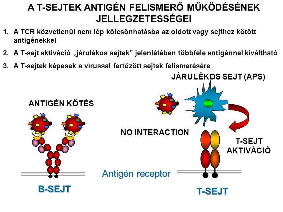 ANTIGÉN KÖTÉS NO INTERACTION JÁRULÉKOS SEJT (APS) T-SEJT AKTIVÁCIÓ Antigén receptor T-SEJT B-SEJT A T-SEJTEK ANTIGÉN FELISMERŐ MŰKÖDÉSÉNEK JELLEGZETESSÉGEI 1.A TCR közvetlenül nem lép kölcsönhatásba az oldott vagy sejthez kötött antigénekkel 2.A T-sejt aktiváció „járulékos sejtek jelenlétében többféle antigénnel kiváltható 3.A T-sejtek képesek a vírussal fertőzött sejtek felismerésére