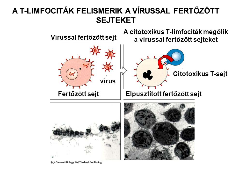 A T-LIMFOCITÁK FELISMERIK A VÍRUSSAL FERTŐZÖTT SEJTEKET Vírussal fertőzött sejt A citotoxikus T-limfociták megölik a vírussal fertőzött sejteket virus Elpusztított fertőzött sejtFertőzött sejt Citotoxikus T-sejt
