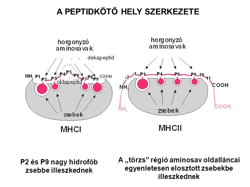 A PEPTIDKÖTŐ HELY SZERKEZETE P2 és P9 nagy hidrofób zsebbe illeszkednek A „törzs régió aminosav oldalláncai egyenletesen elosztott zsebekbe illeszkednek