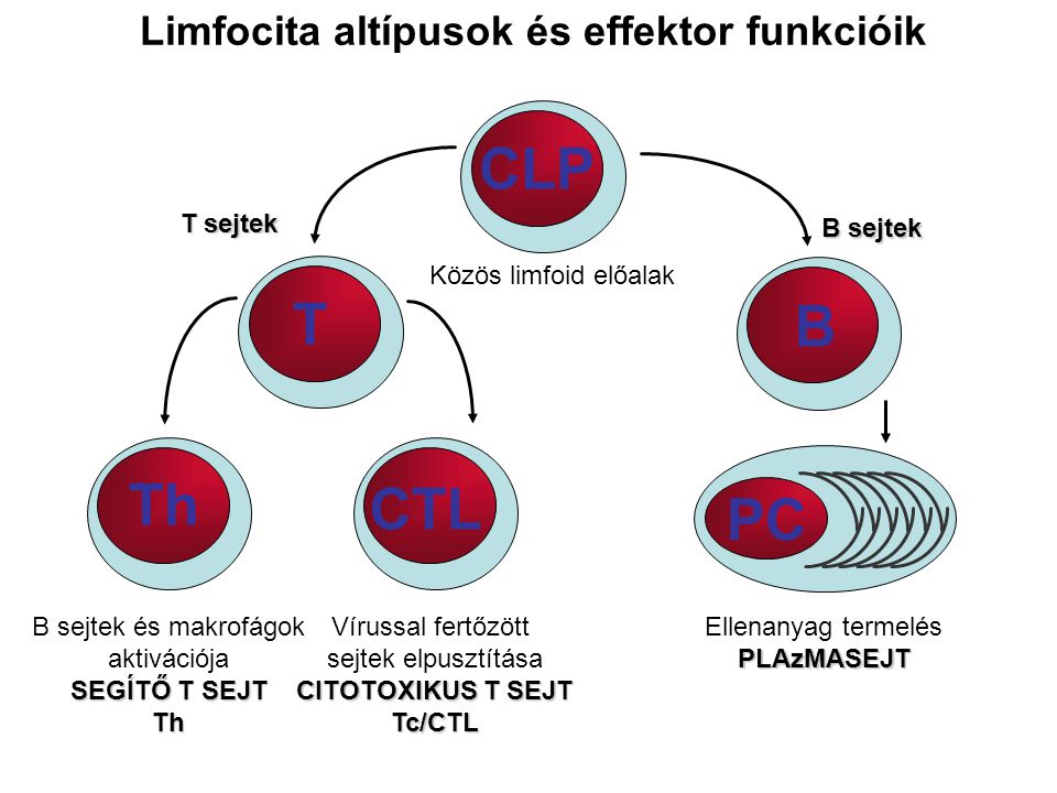 Limfocita altípusok és effektor funkcióik B sejtek és makrofágok aktivációja SEGÍTŐ T SEJT Th Th Vírussal fertőzött sejtek elpusztítása CITOTOXIKUS T SEJT Tc/CTL CTL Ellenanyag termelés PLAzMASEJT PC T B T sejtek B sejtek CLP Közös limfoid előalak