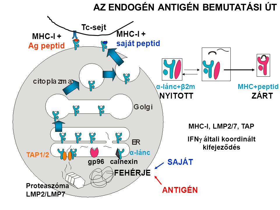 AZ ENDOGÉN ANTIGÉN BEMUTATÁSI ÚT Tc-sejt Proteaszóma LMP2/LMP7 FEHÉRJE SAJÁT ANTIGÉN TAP1/2 gp96 calnexin α-lánc α-lánc+β2mMHC+peptid MHC-I + Ag peptid MHC-I + saját peptid ZÁRTNYITOTT MHC-I, LMP2/7, TAP IFN  általi koordinált kifejeződés