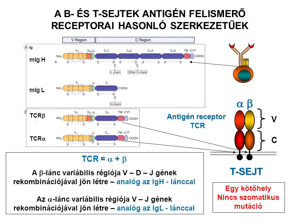 C mIg H mIg L TCR  TCR  T-SEJT  C V Antigén receptor TCR A B- ÉS T-SEJTEK ANTIGÉN FELISMERŐ RECEPTORAI HASONLÓ SZERKEZETŰEK TCR =  +  A  -lánc variábilis régiója V – D – J gének rekombinációjával jön létre – analóg az IgH - lánccal Az  -lánc variábilis régiója V – J gének rekombinációjával jön létre – analóg az IgL - lánccal Egy kötőhely Nincs szomatikus mutáció
