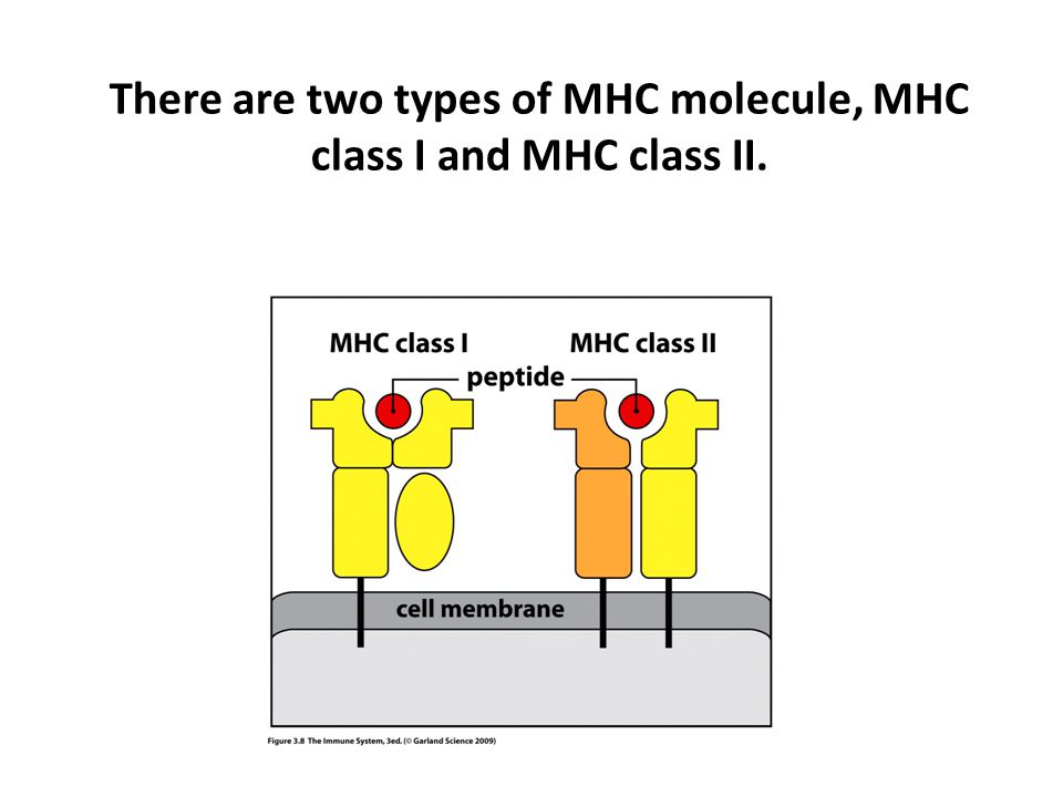 There are two types of MHC molecule, MHC class I and MHC class II.